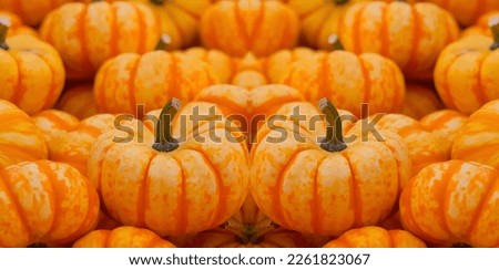 A group of delicious natural pumpkin plant
