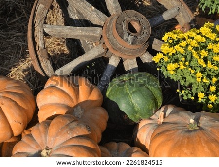Butternut squash harvest next to old rusty wheel and flower bed on sunny day