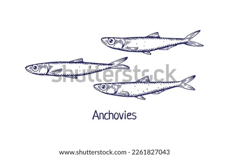 Anchovies, detailed ink drawing in vintage style. Outlined contoured retro drawn sea, ocean fish, small marine fauna. Handdrawn engraved vector illustration isolated on white background