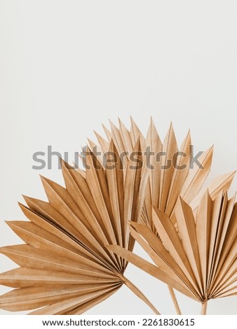 Dry palm leaves on white background. Close up of dried fan shaped tropical palm tree leafs. Natural background. Front view. Copy space Royalty-Free Stock Photo #2261830615