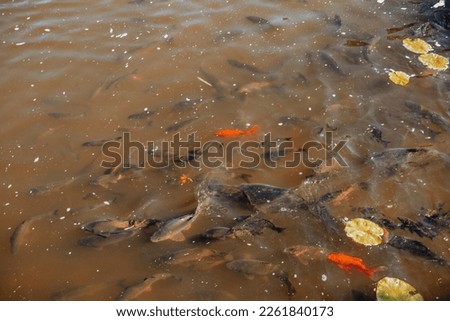 Red and common crucian carp in the lake of the park. Fish in the pond. Royalty-Free Stock Photo #2261840173