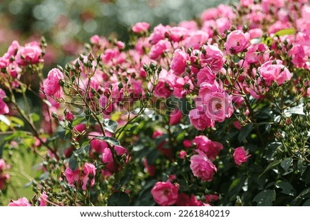 Floribunda rose in the botanical garden. A bush of angel roses in the garden