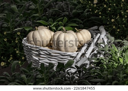 Autumn theme. Selective focus on decorative white pumpkins in a sunlit white wicker basket surrounded by blurred fresh green plants. Halloween and thanksgiving day.
