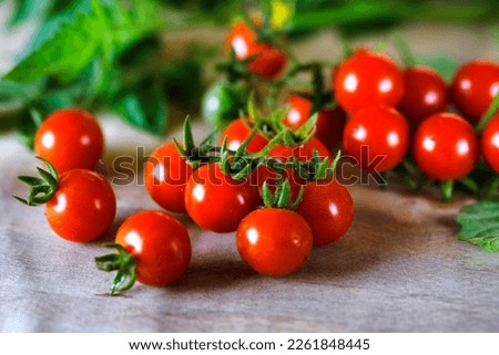 Cherry Tomato on branch, small tomatoes, Bunch of fresh red tomatoes, Selective Focus. Royalty-Free Stock Photo #2261848445