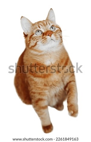 Ginger adult cat standing on hind legs, soft selective focus, top view, isolated on white background