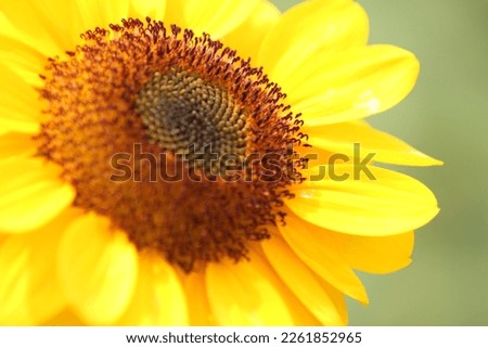 A little bit close up picture one of the sunflower 