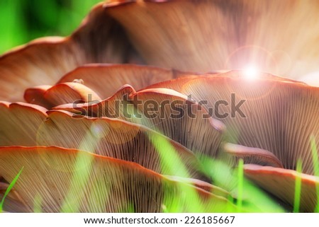 mushroom in the wood as healthy meal