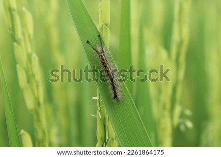 a caterpillar is on a leaf in a farm field