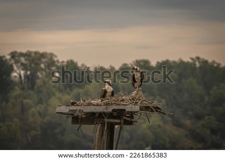 Osprey pair perched in their nest