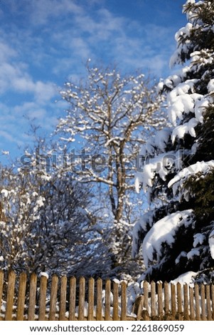 Winter landscape: Snow-covered trees behind a wooden fence on a clear winter day. Selective focus