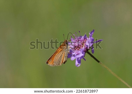 tiny orange butterfly feeding on Scabiosa columbaria (Scabies) plant, Small Skipper, Thymelicus sylvestris