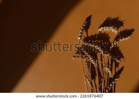 Rye, wheat, cereal stems on deep warm orange colour background with soft sunlight shadows. Aesthetic flat lay, top view minimal bohemian background