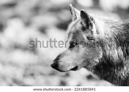 Potrait of a timberwolf family in the forest