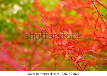 Bright red leaves of Japanese maple.