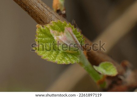 spring's first grape leaves flourish, green and fluffy leaves for the grape Royalty-Free Stock Photo #2261897119