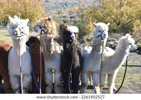 Alpacas posing for group photography.