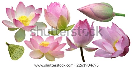 All Sweet Lotus Flowers Cut PNG Royalty-Free Stock Photo #2261904695