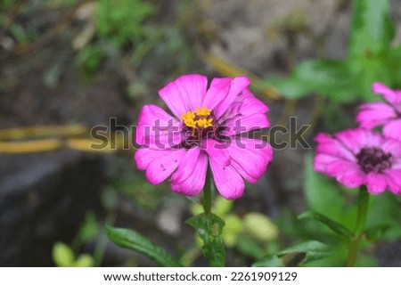 Zinnia flowers which are similar to Cosmos flowers.