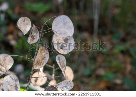 Dry lunaria on natural background. dry seed pods of lunaria with seeds visible.
