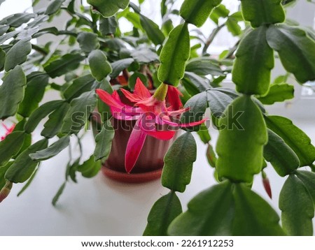 Background with Zygocactus (Schlumbergera) in a brown plastic pot on the window. Royalty-Free Stock Photo #2261912253