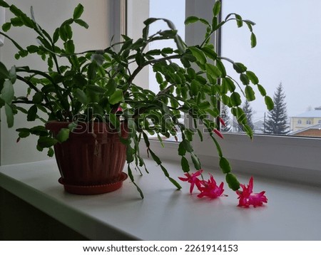 Zygocactus (Schlumbergera) in a brown plastic pot on a window. Royalty-Free Stock Photo #2261914153