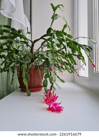 Zygocactus (Schlumbergera) in a brown plastic pot on a window. Royalty-Free Stock Photo #2261916679