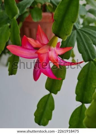 Background with Zygocactus (Schlumbergera) in a brown plastic pot. Royalty-Free Stock Photo #2261918475