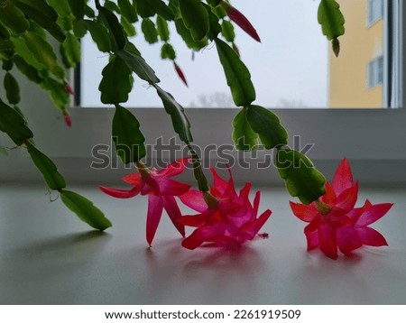 Background with Zygocactus (Schlumbergera) flowers on the window. Royalty-Free Stock Photo #2261919509