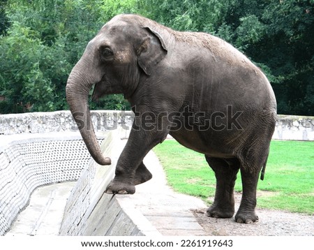 Asian elephant (Elephas maximus) portrait Royalty-Free Stock Photo #2261919643
