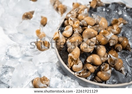 Whelk
a white goblin
seafood


 Royalty-Free Stock Photo #2261921129