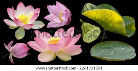 All Sweet Lotus Flowers Leaf  Cut on Black PNG Royalty-Free Stock Photo #2261921501