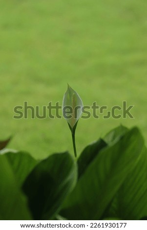 the lily flower looks beautiful against the morning light and the green grass background