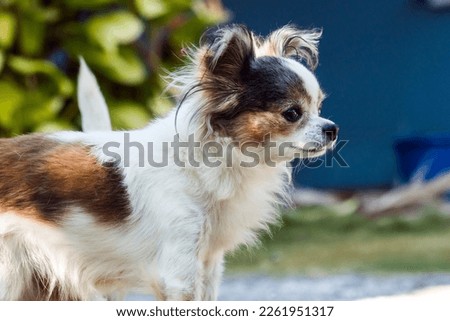 Cute  chihuahua brown and white hair puppy looking at something