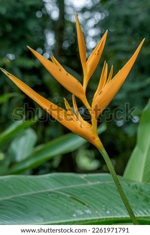 close up photo of Heliconia psittacorum flower that thrives in a garden