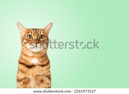 Funny cat face on a colored background. Copy space.