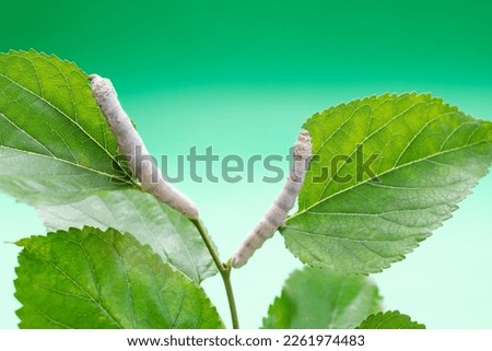 Two silkworms eating mulberry leaves. Royalty-Free Stock Photo #2261974483