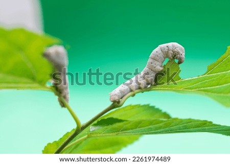 Two silkworms eating mulberry leaves. Royalty-Free Stock Photo #2261974489