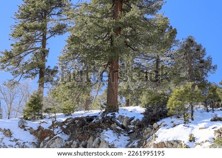View of pine tree with exposed roots due to erosion with snow around it during the winter.