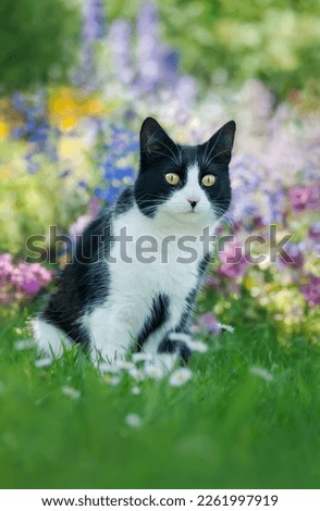 Cute cat, tuxedo pattern black and white bicolor, European Shorthair, sitting curiously in a colourful flowery garden in summer, Germany Royalty-Free Stock Photo #2261997919