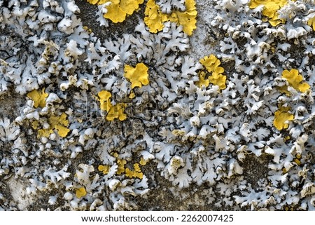 Yellow and gray lichens growing on a tree trunk. Close-up.