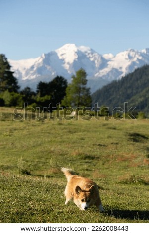 Corgi walking on a green meadow vertical picture
