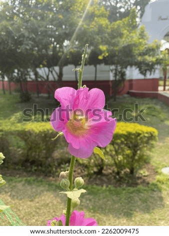 This is a Flower Picture 