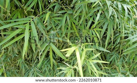 Bamboo forest plant bush growing in wild, lush green bamboo leaves. Natural wallpaper background texture.