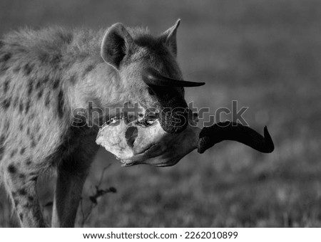 Hyena walking with a skull in the Svannah of Masai Mara, Kenya