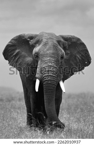 A portrait of a majestic African elephant in Savannah, Masai Mara Royalty-Free Stock Photo #2262010937