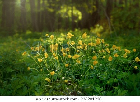 Blurred floral background with buttercups in the forest. Glare from the sun's rays in the picture.