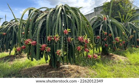 dragon fruit on the dragon fruit pitaya tree, harvest in the agriculture farm at asian exotic tropical country, pitahaya organic cactus plantation in thailand or vietnam in the summer sunny day Royalty-Free Stock Photo #2262012349