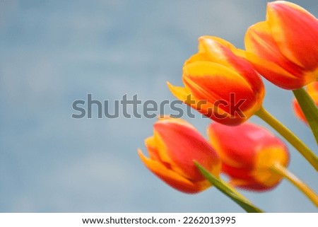 Bouquet of tulips flowers on blue background with copy space for greeting message. Valentine's Day and Mother's Day background. Holiday mock up with tulip flowers. Soft focus. 