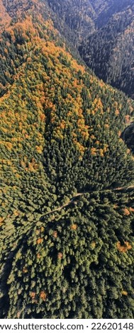 An aerial vertical panorama landscape featuring a road path meandering through a dense forest in the mountains, surrounded by trees dressed in fall colors.