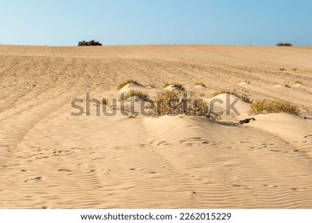 Beautiful desert landscape of a white sand beach, with desert plants and a beautiful clear blue sky. Fuerteventura, Canary Islands, Spain